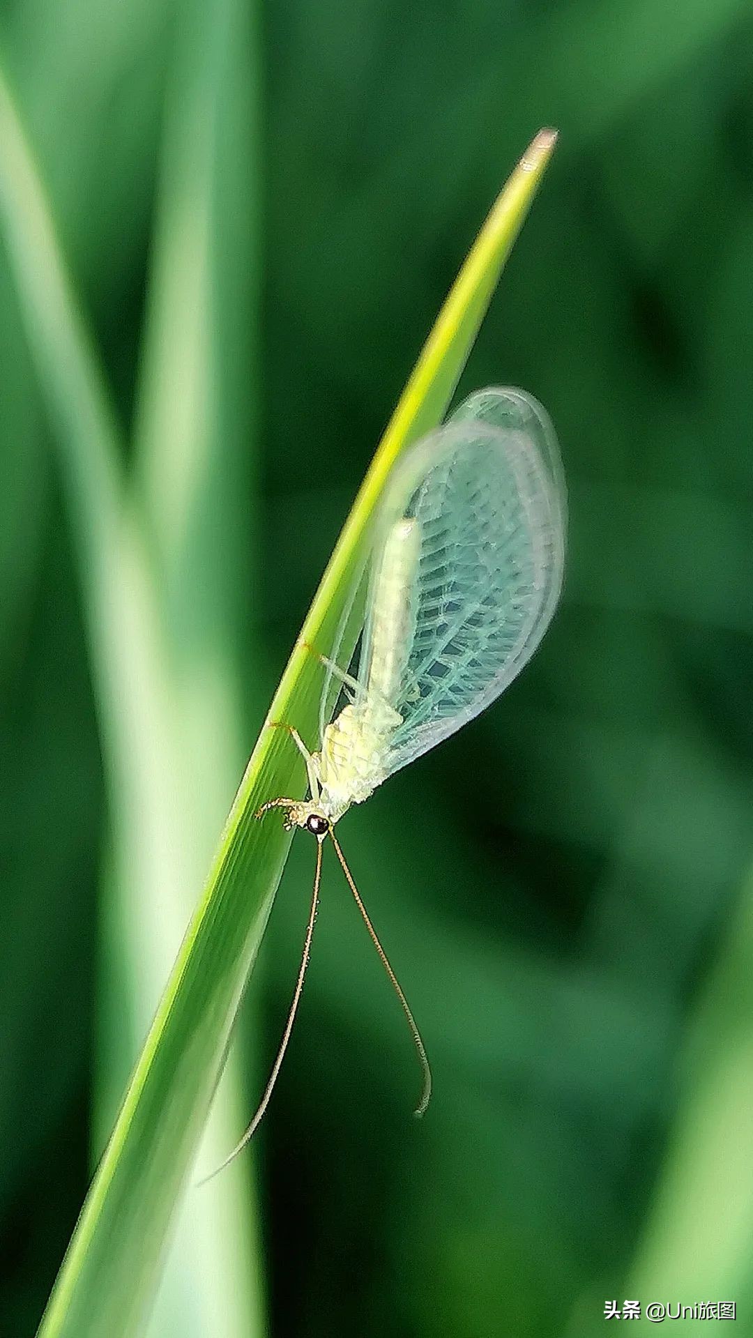 最幽静古韵江南唯美夜景风景,带你看夏日高原怡人的风景