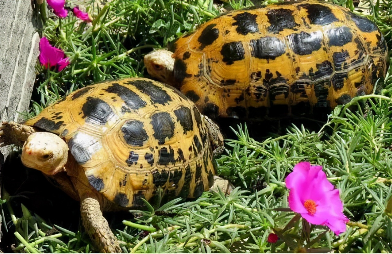 龟类纪录片,龟类图片