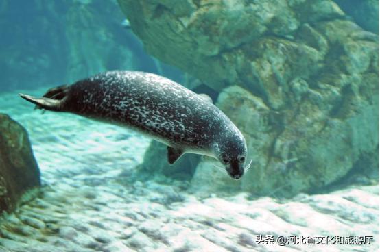 海洋公园特价35元起,快来唤醒来自世界各地的海洋居民吧!