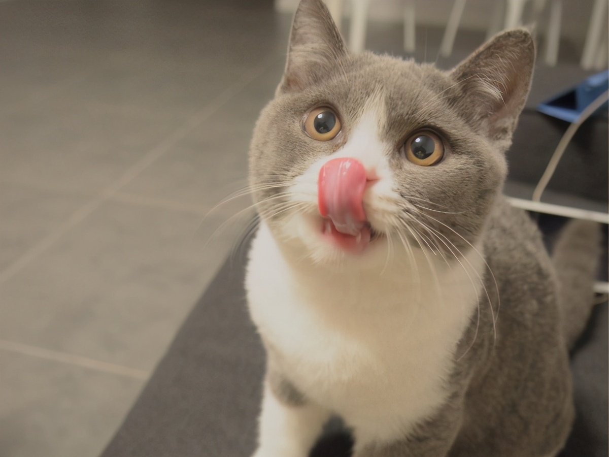 英短银渐层猫咪泪痕,英短泪痕变色毛发怎么处理