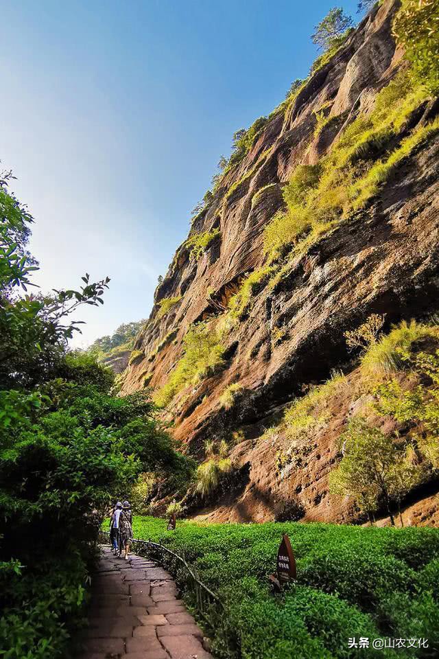 武夷山最有名的大红袍茶,武夷山大红袍正宗茶有多少钱一斤