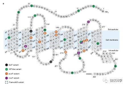 科学家发现14种导致肥胖的基因,肥胖基因原因