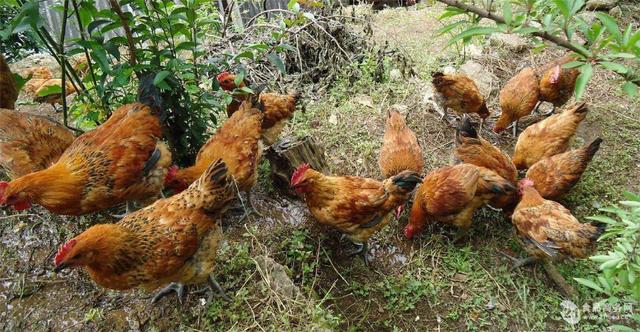 蛋鸡标准化安全生产关键技术,蛋鸡养殖安全管理制度