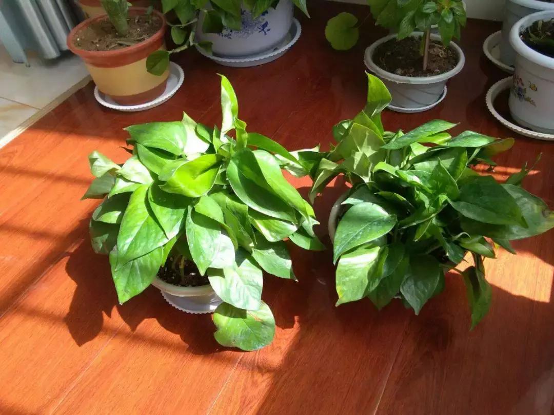 入夏怎样给扶桑浇水,无尽夏浇水的正确方法