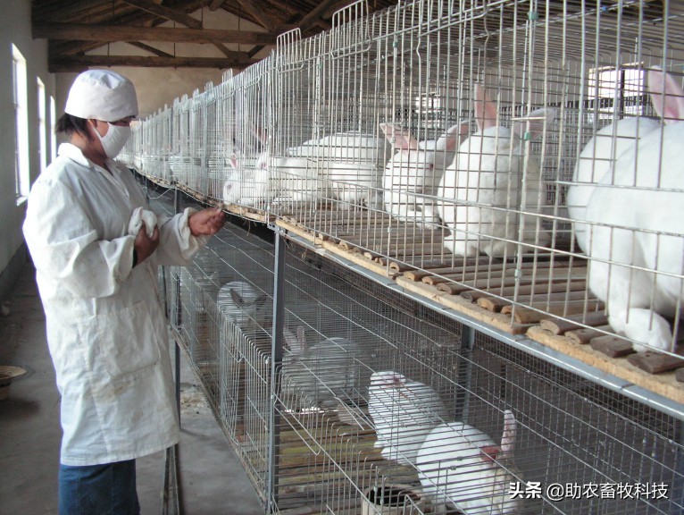 微生物技术能够解养兔场病多、臭味、粪污的诸多问题