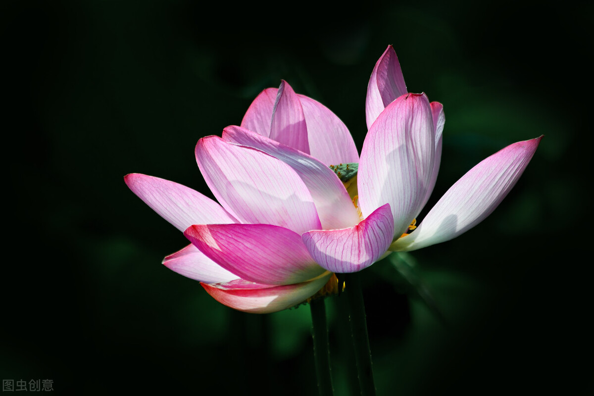 荷花怎么拍好看又有创意视频,教你拍摄荷花的四个意境