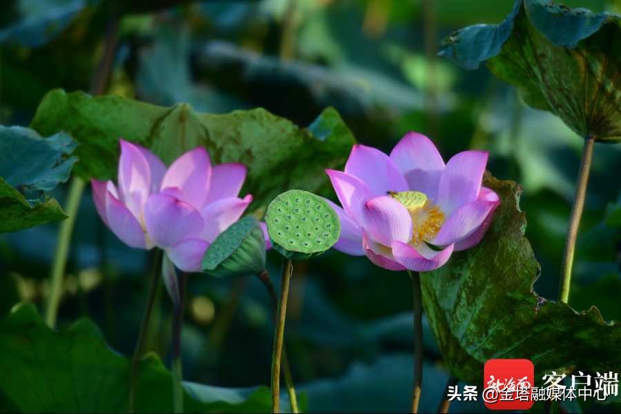 海口五源河湿地公园,海南海口五源河国家湿地公园