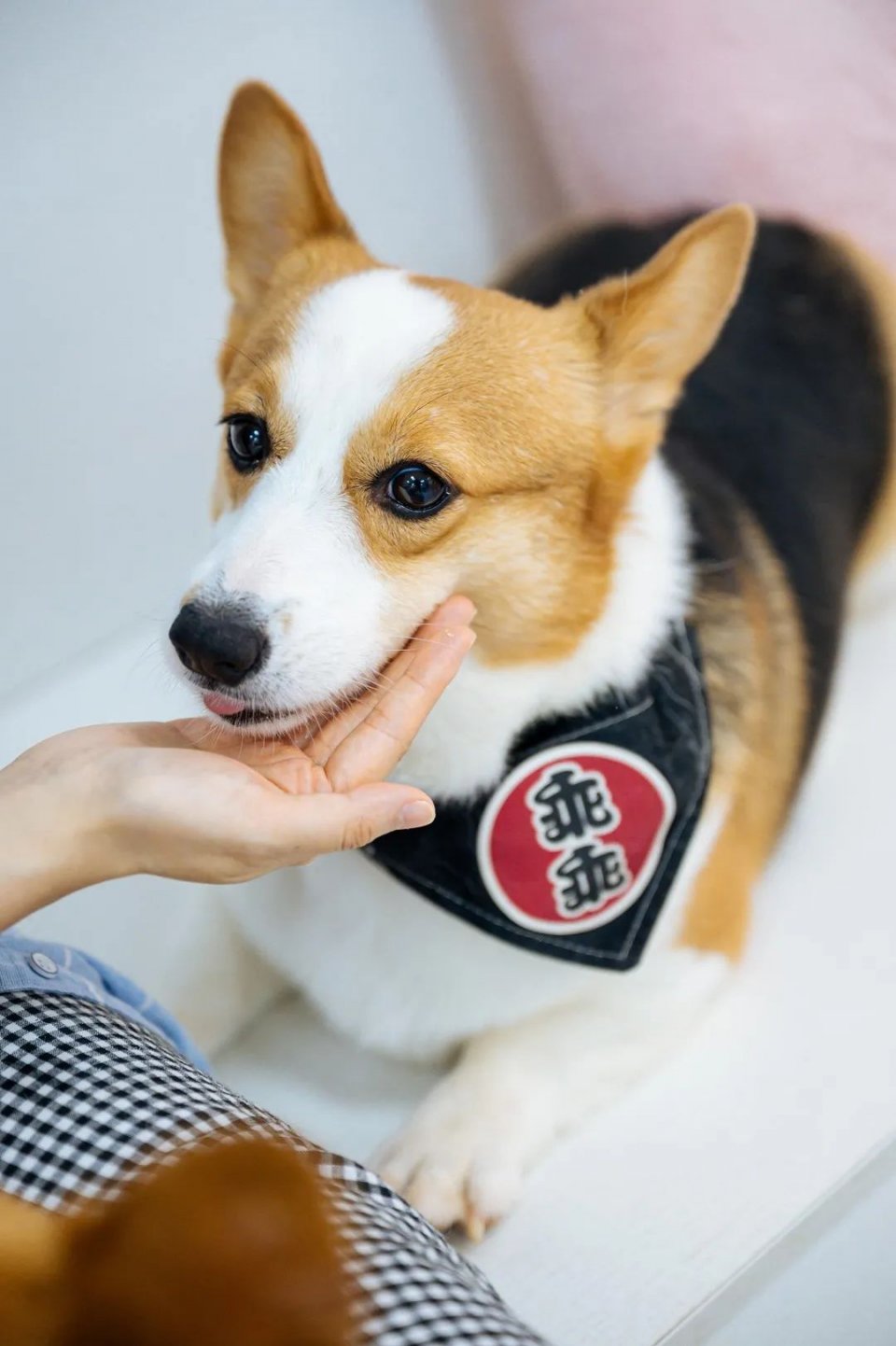 吸屁屁，短腿大耳肉嘟嘟，这家店进去就出不来了…