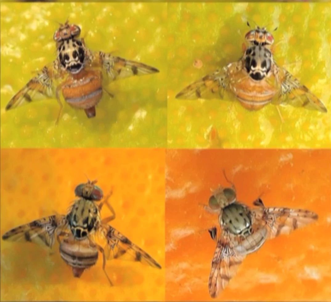 绿霉病害症状,柑橘绿霉病能治好吗