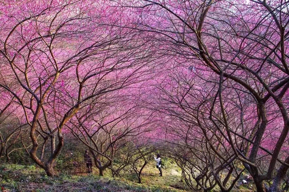 香雪海什么时候开放,香雪海惊艳了多少人