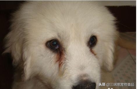 狗狗老是流泪用什么药,狗狗总流泪有泪痕吃啥药