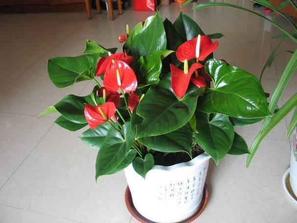 细菌最怕5种花家里养一盆,净化空气甲醛最怕的十种花