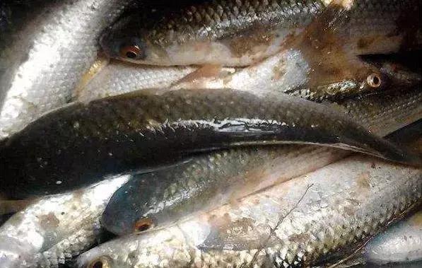 威海海鲜海肠,威海的海鲜有哪些品种