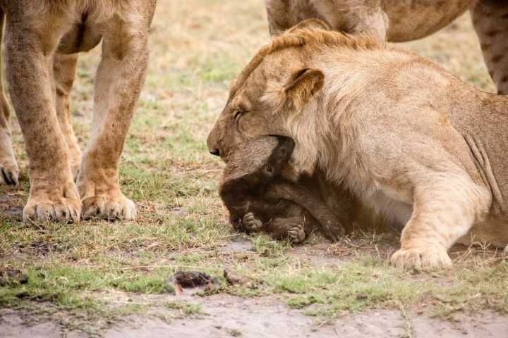 非洲恶霸平头哥,狮子毒蛇都不敢招惹它,蜜獾为何如此嚣张?