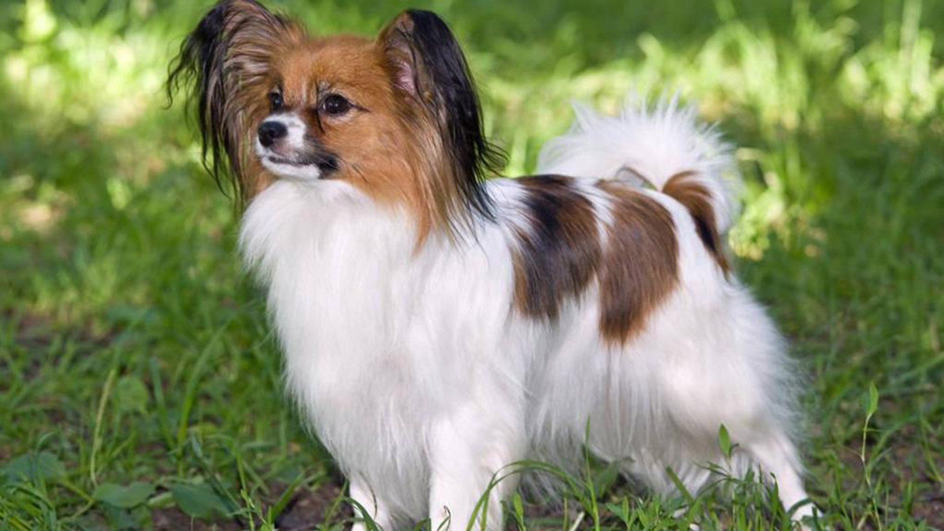 冷门好养的狗,十大被公认最好看的狗狗