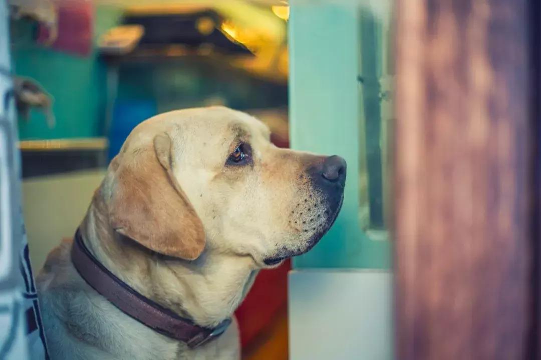 狂犬病疫苗48小时还有效吗,狂犬病疫苗48小时内打还有效吗