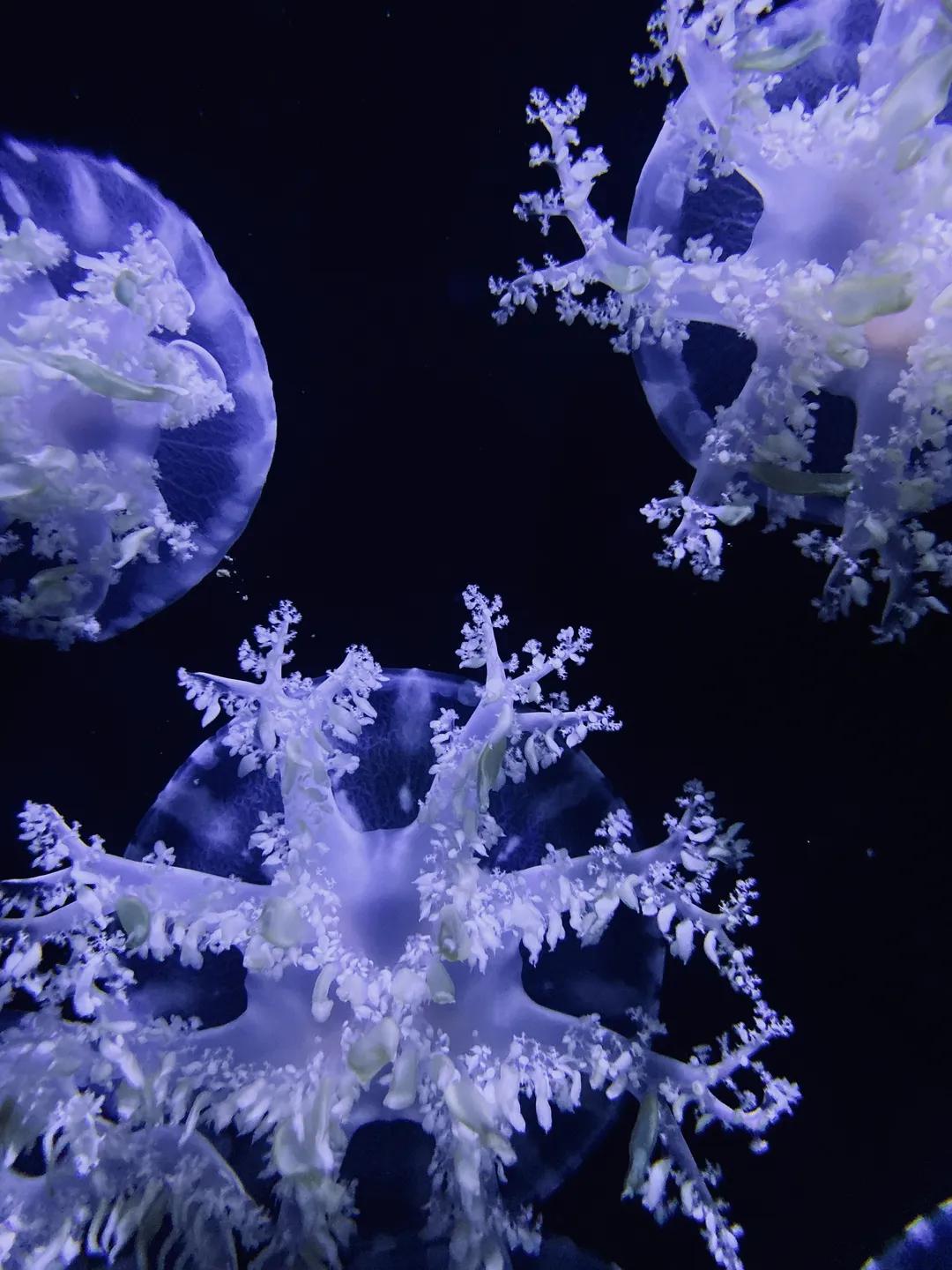 iphone13相机怎么调拍照最好,iphone12pro相机设置