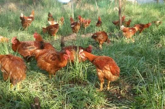 散养土鸡喂稻谷和玉米哪个好,散养土鸡喂玉米粒