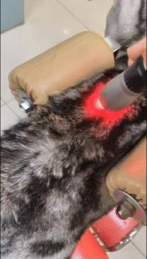 矮脚猫应激后腿无力怎么办,矮脚猫后腿多久能站起来