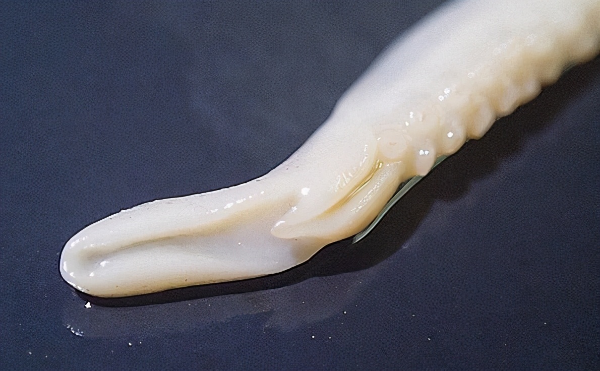 章鱼是通过哪种方式繁殖后代,章鱼的繁殖过程