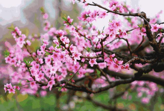 花开十五载,花开十五载筑梦新未来