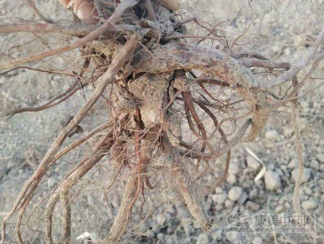 中药材价格金银花现在行情,板蓝根金银花牛蒡子虎杖