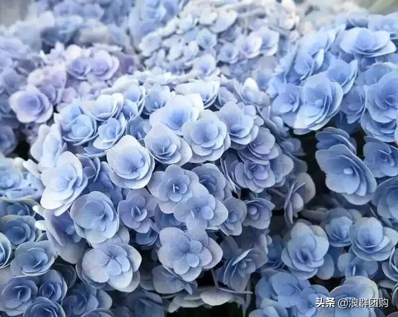 十种好看的绣球,最好看的绣球花视频