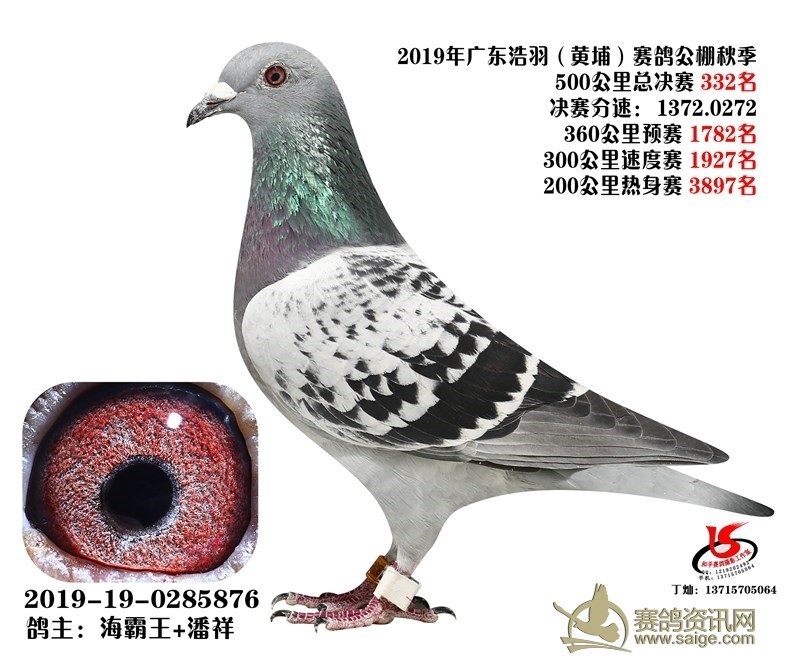 海霸王詹森纪录,冠霖公棚2017年获奖鸽欣赏