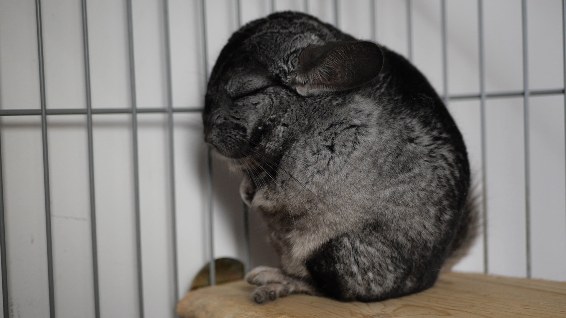 龙猫好养吗有什么优缺点,龙猫身上有味道吗