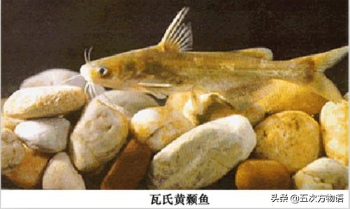 黑龙江特色养殖鱼类,黑龙江名贵鱼种图片