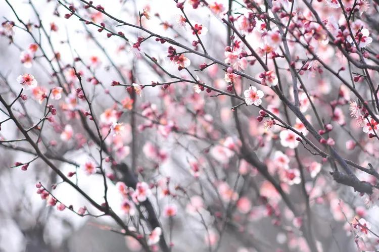 拍大片梅花技巧,梅花拍人物照姿势技巧大全