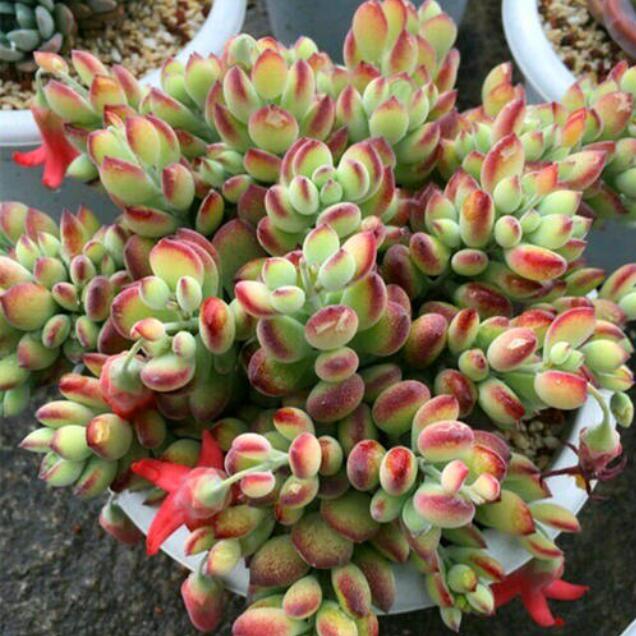 5种自带“体香”的多肉植物，阳台养一盆，香喷喷