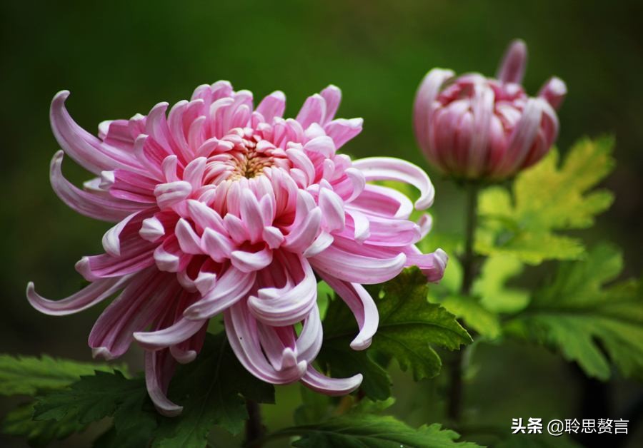 菊花开,蝴蝶死,蝉声疏,溪柳黄