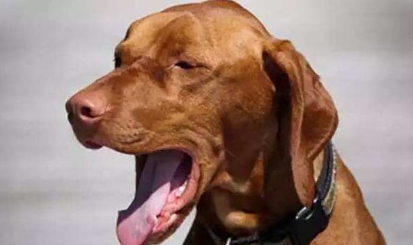 狗狗早上空腹吐黄泡沫,狗狗吐黄粘液为什么吃草