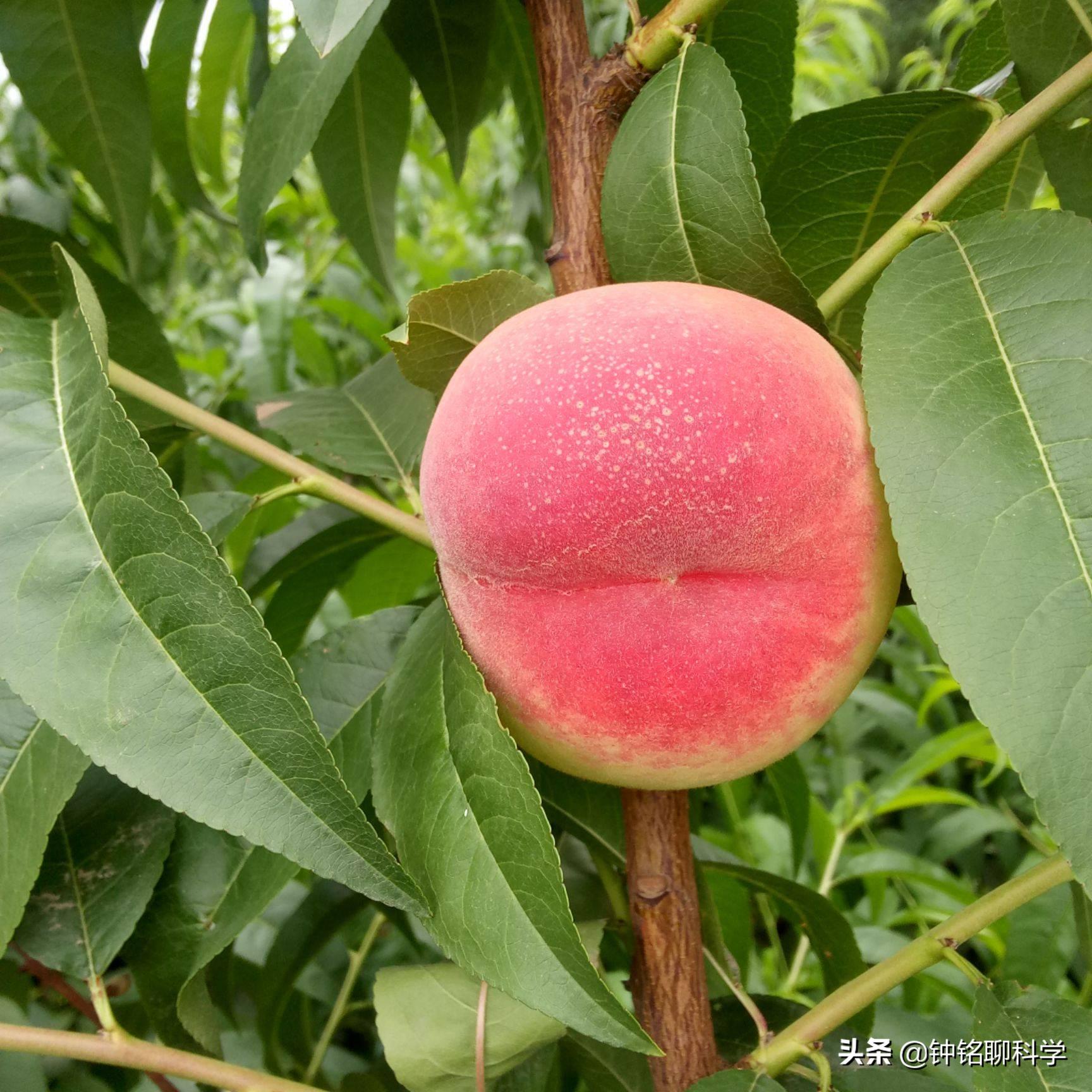 人类菊花四周为什么会有毛，有什么用途吗？