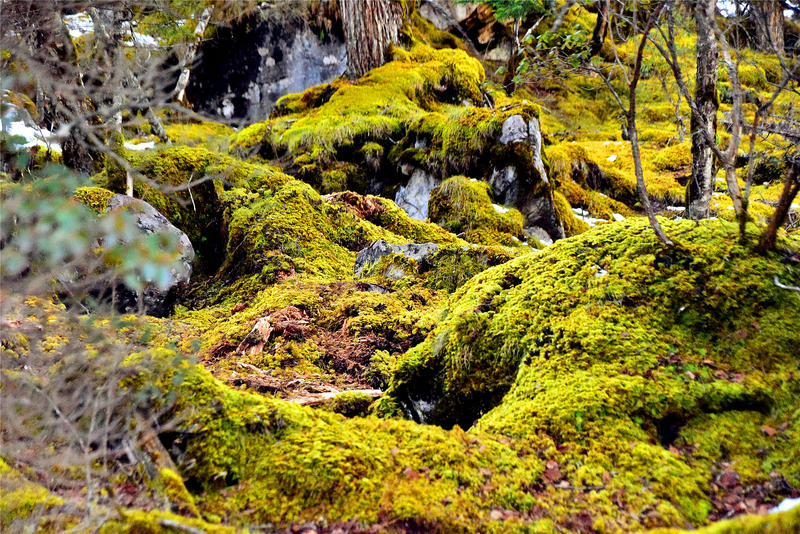 置身于童话中的九寨沟,畅游人间仙境黄龙九寨沟七日游