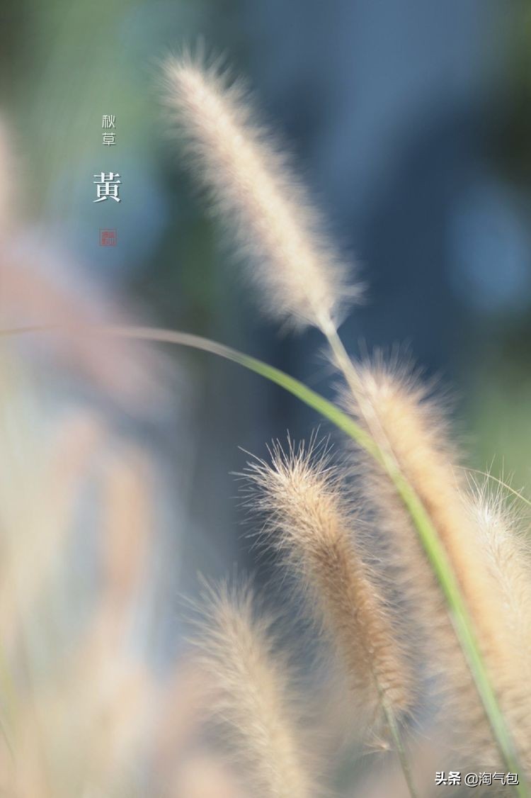 秋分一半热烈一半安详,秋分秋天分两半