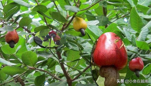 《走进越南》041期:世界腰果看越南,越南腰果在平福!