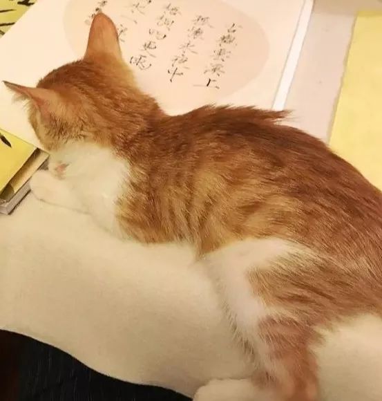 哪些明星养猫最好养,盘点明星们养的宠物