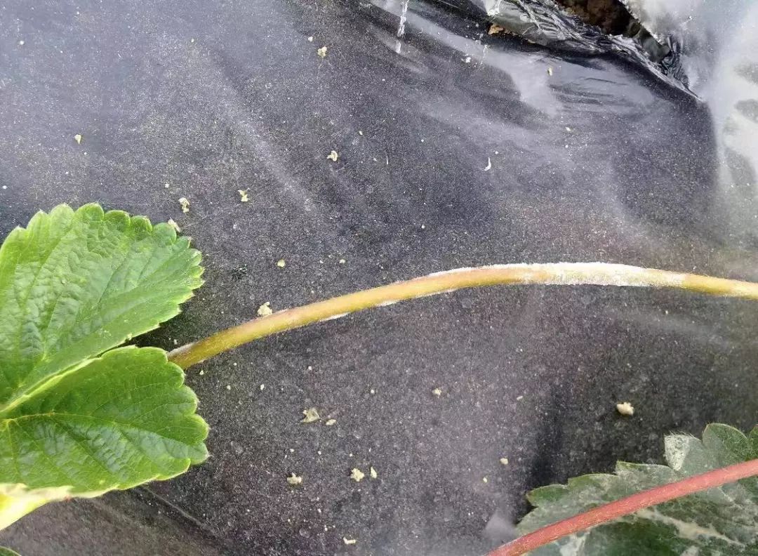 草莓叶片上一层白霉，低温寡照发生多，农民如何防治？