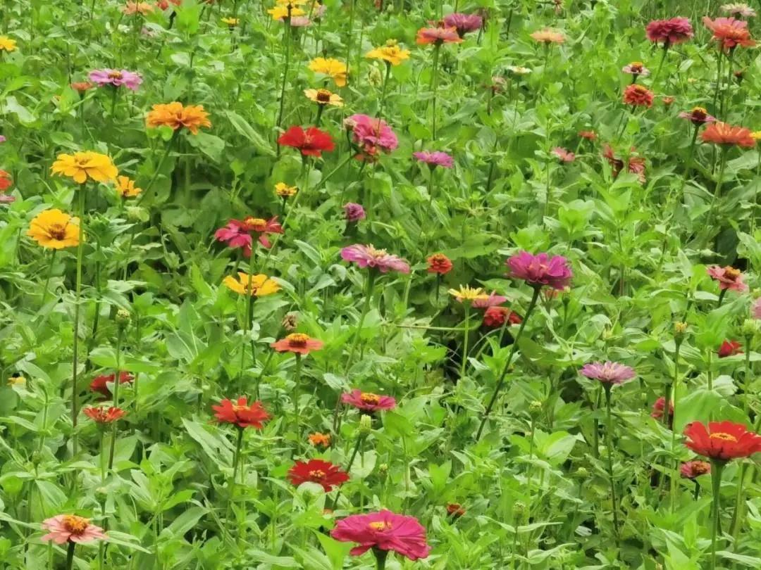 世纪公园拍照馆,世纪公园拍照出片的地方