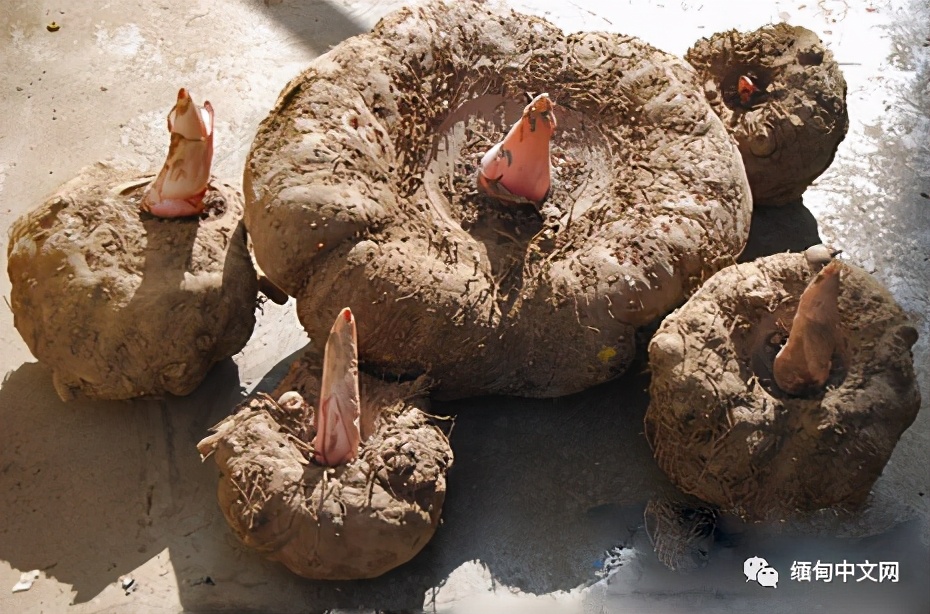 缅甸出口到中国的产品有哪些,缅甸出口中国的矿产