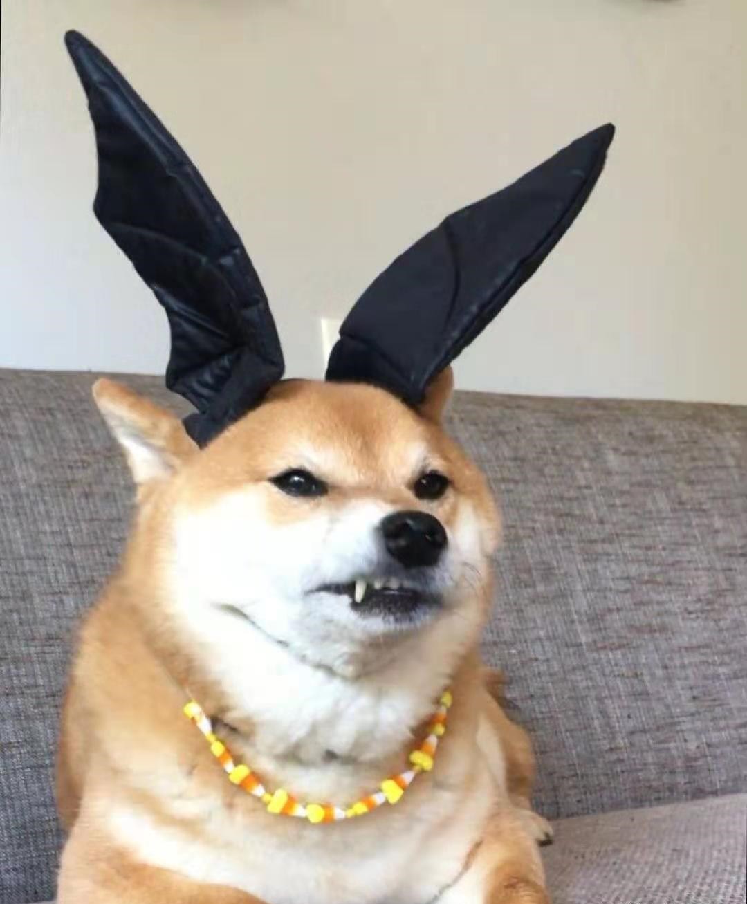 柴犬一定要选有证书和芯片的吗？倾听一位4年养柴老手的劝告