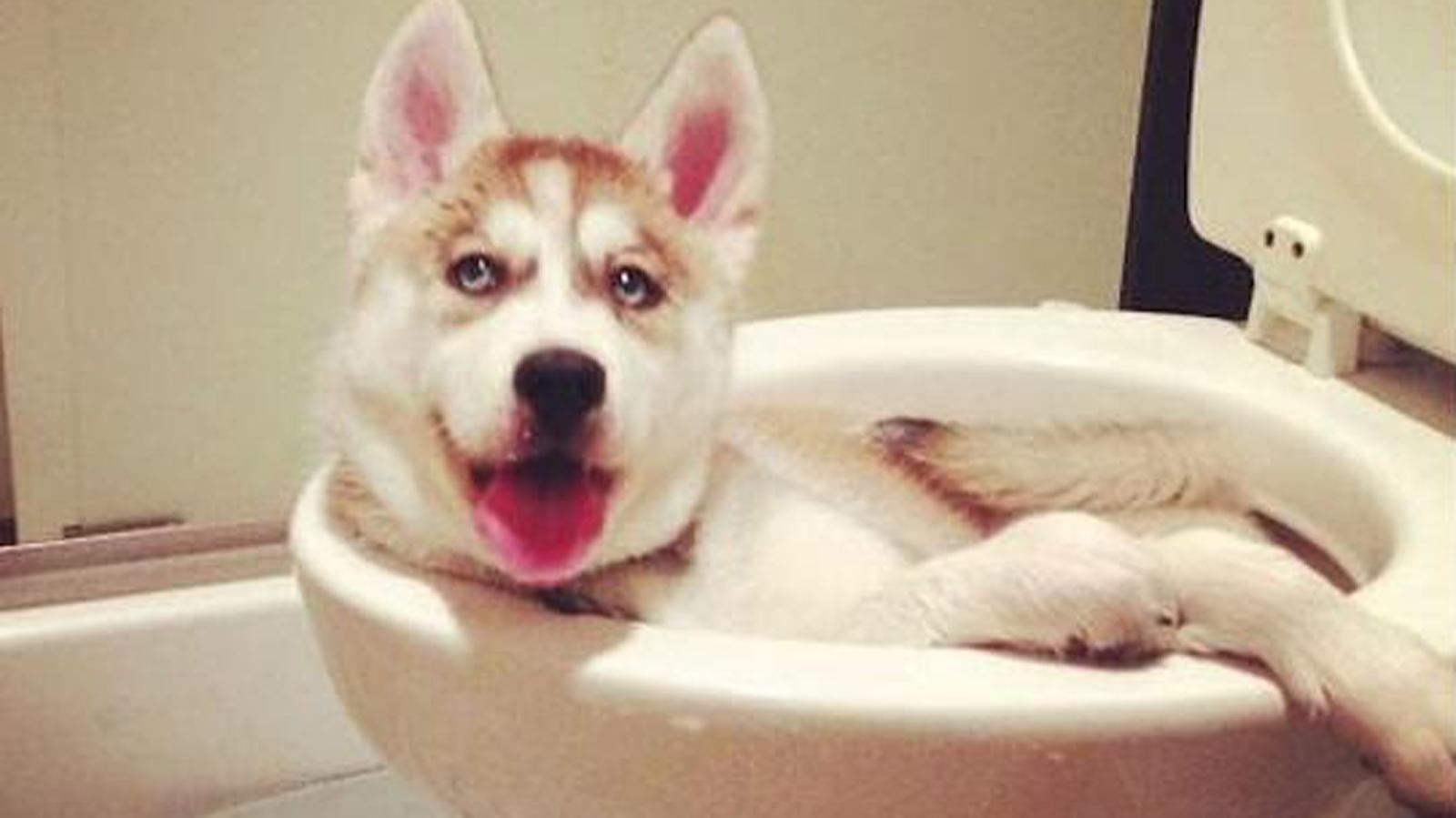 狗体臭味怎么除掉,狗体臭是什么原因怎么治