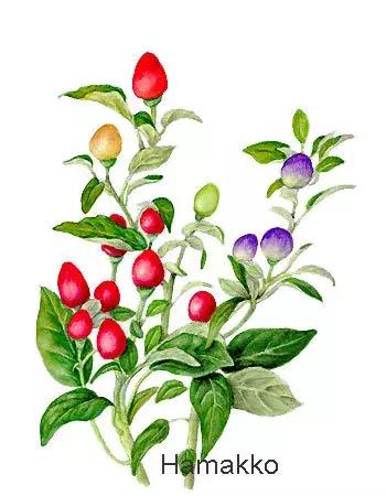 日本人喜欢辣椒吗 (日本人对辣椒的热爱)