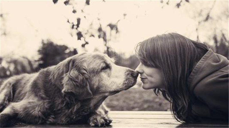 宠物对人们的重要性,宠物对人的意义