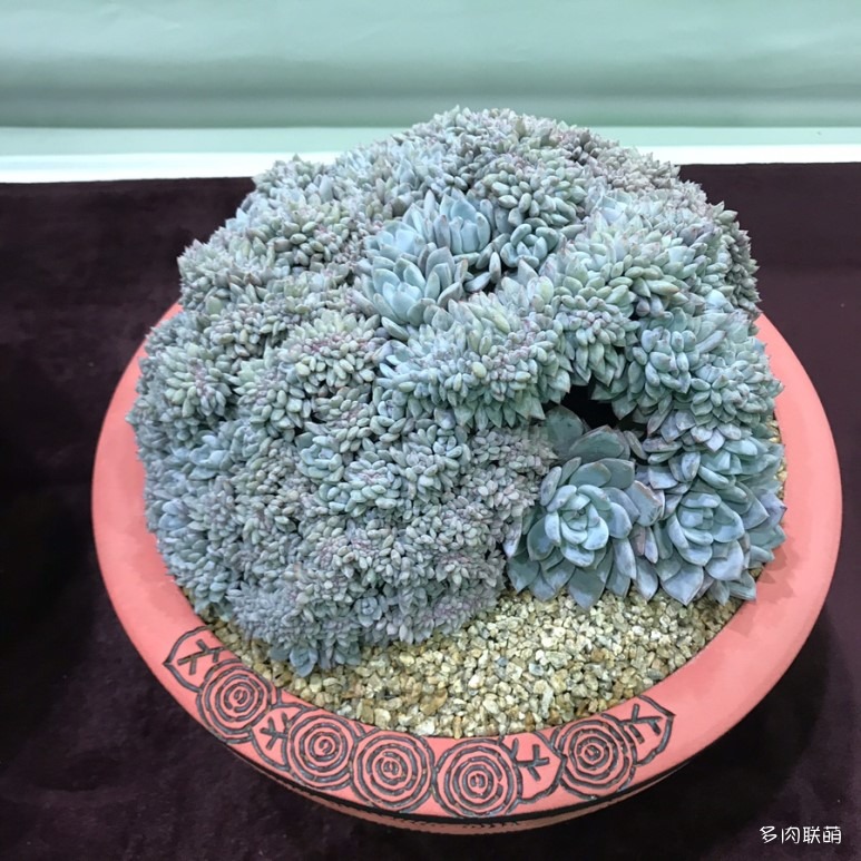 多肉欣赏韩国多肉,多肉欣赏秀妍