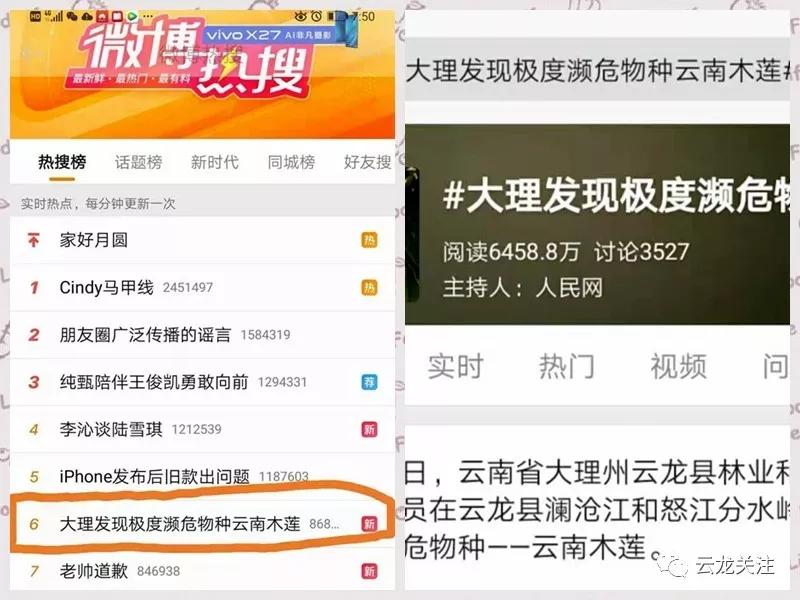大理云龙上央视啦！这次因为漾濞槭
