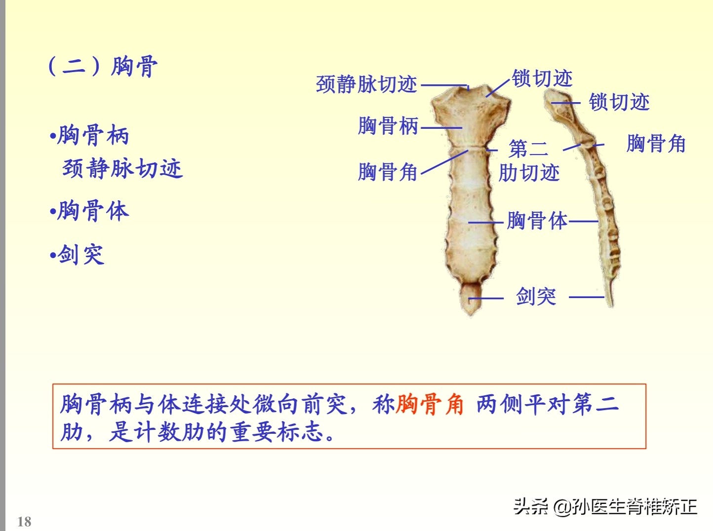 解剖学基础ppt完整版,人体系统解剖学ppt完整版