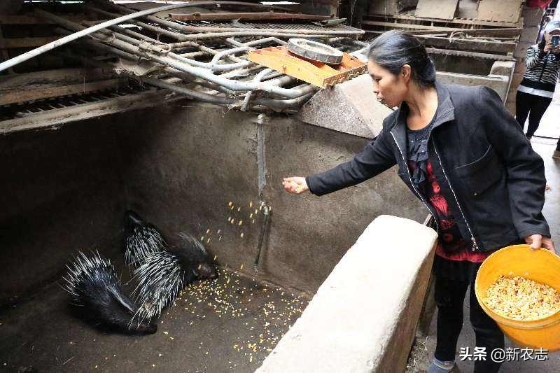 农村养殖十大暴利行业,农村新兴养殖行业听说年赚300万